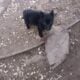 Akc black german ShepherdS