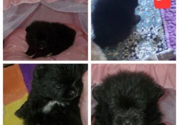 Akc Pomeranians