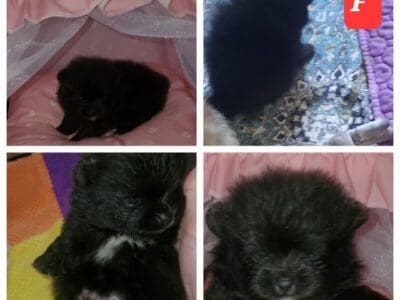 Akc Pomeranians