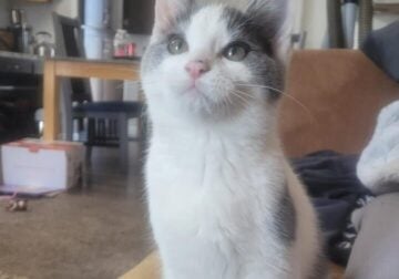 Free kitten