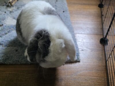 Bunny for sale