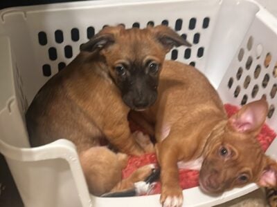 Puppies