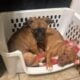 Puppies