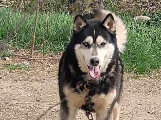 SuzyQs Koda