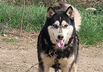 SuzyQs Koda