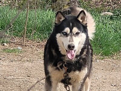 SuzyQs Koda
