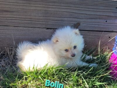 Bolin