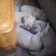 Pitbull English Mastiff Puppies Ready
