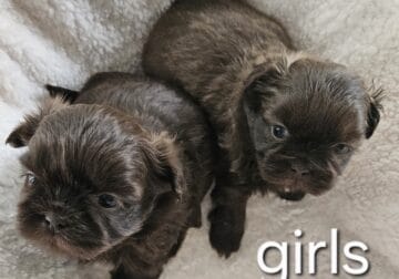 Shih Tzu Puppies