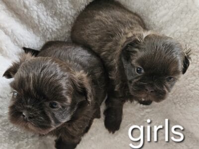 Shih Tzu Puppies