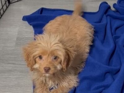 Cavapoo Puppy for sale!!!