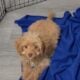 Cavapoo Puppy for sale!!!