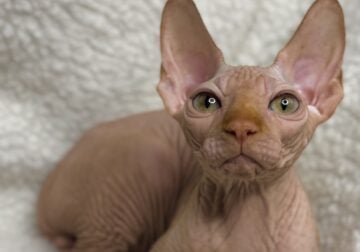 Kevin Canadian Sphynx male, red