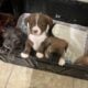 Puppies
