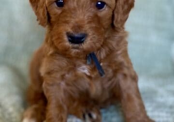 Miniature Goldendoodle Puppies!
