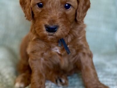 Miniature Goldendoodle Puppies!