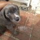 female puppy looking for good home