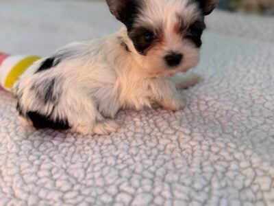 Morkie Puppies in Summerville South Carolina