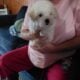 Malti-poo puppie
