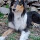 Meet CHAI Rough Collie Puppy 8 weeks