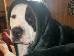 Pitbull for rehome