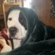 Pitbull for rehome