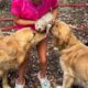 3.5 month old Golden Retriever