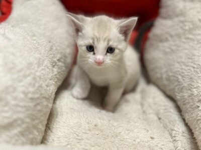 Siamese kitten male
