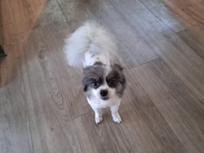 2-year-old on altered Pomeranian Chihuahua mix