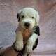 Old English Sheepdog Puppies
