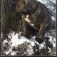 Boerboels