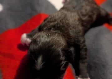 Puppies!!!!