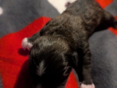 Puppies!!!!