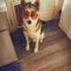 Sweet 3-Year Old Husky-German Shepherd Mix Rescue