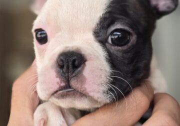2 male 1 female boston terrier puppies