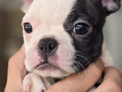 2 male 1 female boston terrier puppies