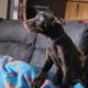 Doberman Pincher American/Euro bloodlines