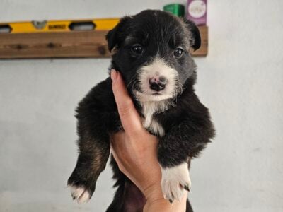Border collie puppies