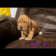 Basset hound / English mastiff mix