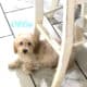 Micro Mini Goldendoodle