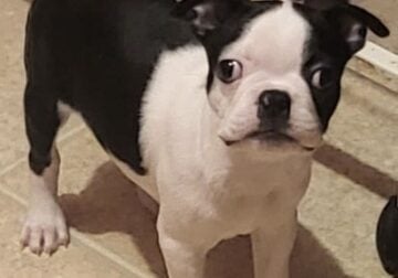 Boston Terriers. King