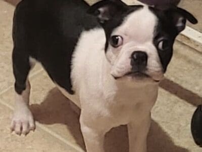 Boston Terriers. King