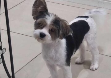 Rick max biewer terrier