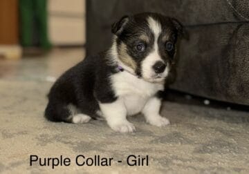 Girl 2 Pembroke Welsh Corgi