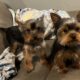 CKC Teacup Yorkie puppies