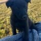 Cute Puppies