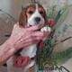 Akc Beagle Puppies