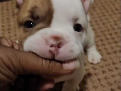 Exoticbully