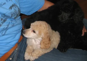 Sunny The Poodle