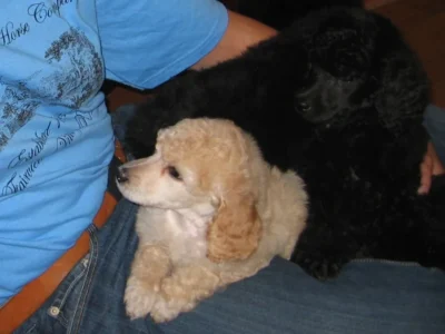 Sunny The Poodle